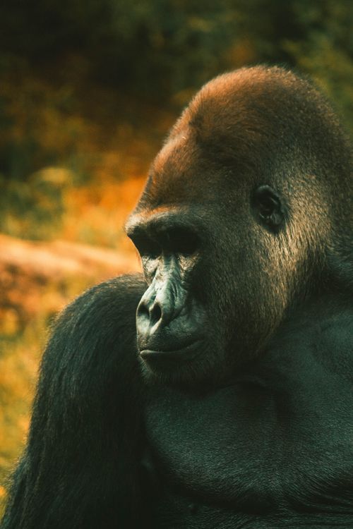 Free Stunning close-up portrait of a gorilla in its natural habitat, showcasing its strength and grace. Stock Photo