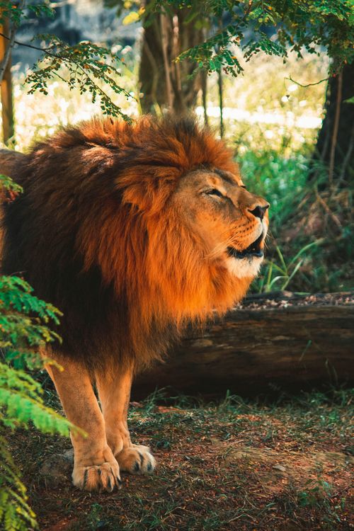 Free A powerful lion basks in sunlight amidst lush jungle foliage, showcasing nature's raw beauty. Stock Photo