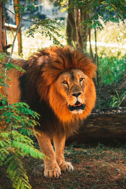 Free A powerful male lion stands amidst lush greenery, bathed in sunlight, capturing its majestic presence. Stock Photo