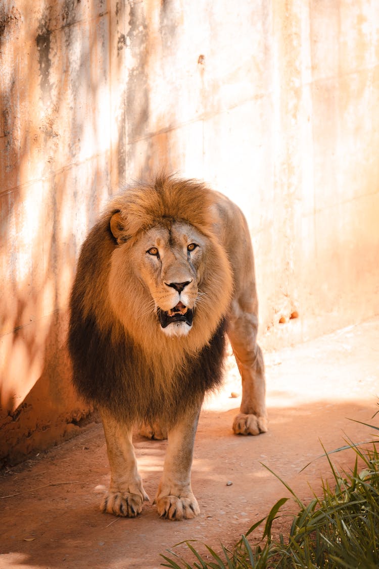 Lion Standing Under Wall Of Zoo Enclosure