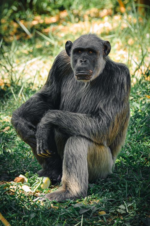 Free A contemplative chimpanzee sitting on grass, showcasing wildlife in its natural habitat. Stock Photo