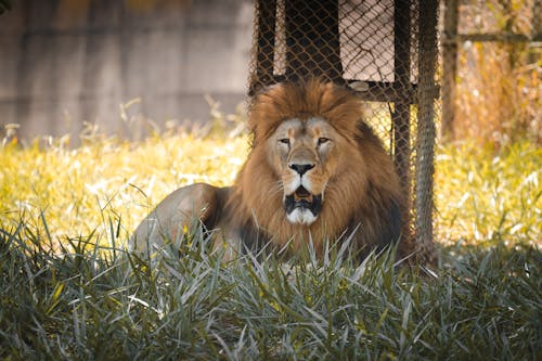 フェンス, ライオン, 動物の無料の写真素材