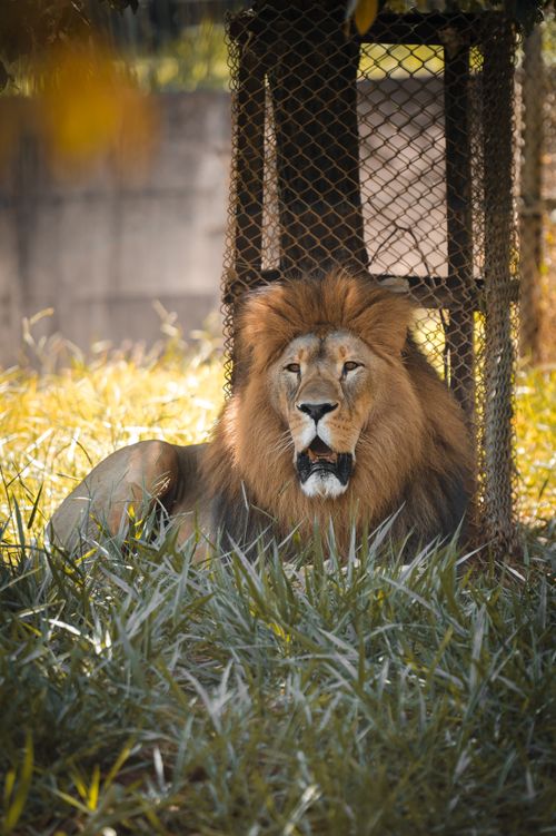 Free A powerful and majestic lion lies in a sunlit enclosure, showcasing the beauty of wildlife. Stock Photo
