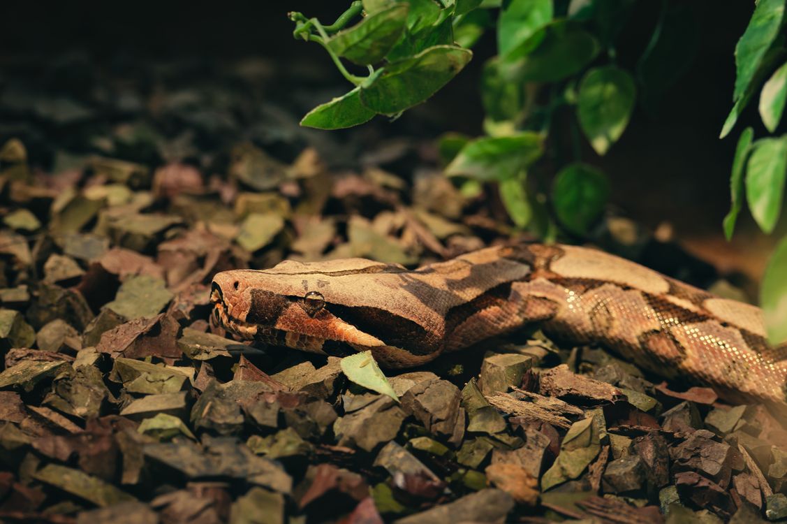 Python Camouflaging on Rocks · Free Stock Photo