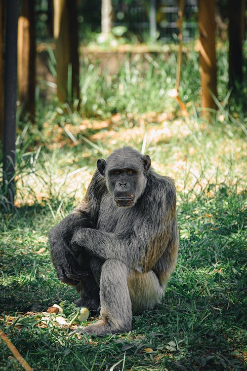 Elderly Gorilla Sitting on Grass in Shade