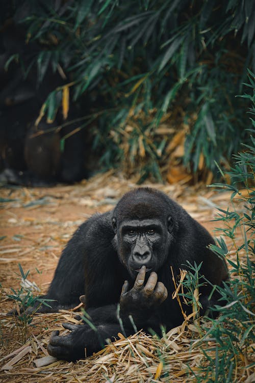 Gorilla Lying in Grass