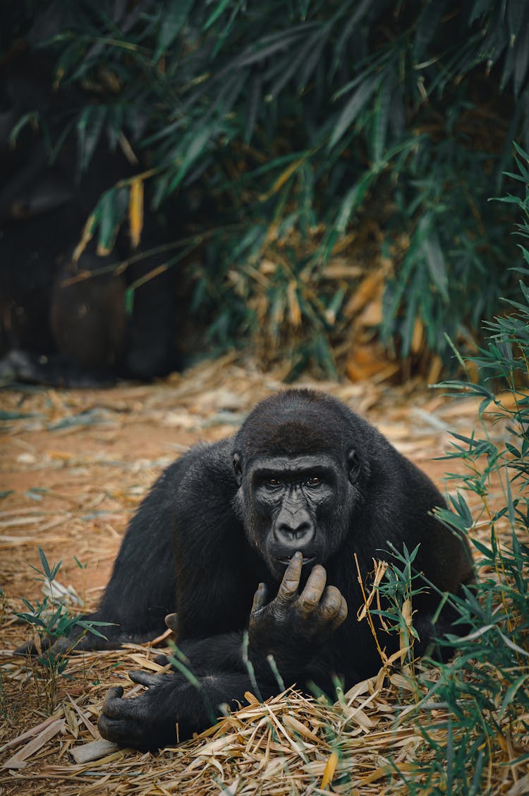 Gorilla Lying In Grass