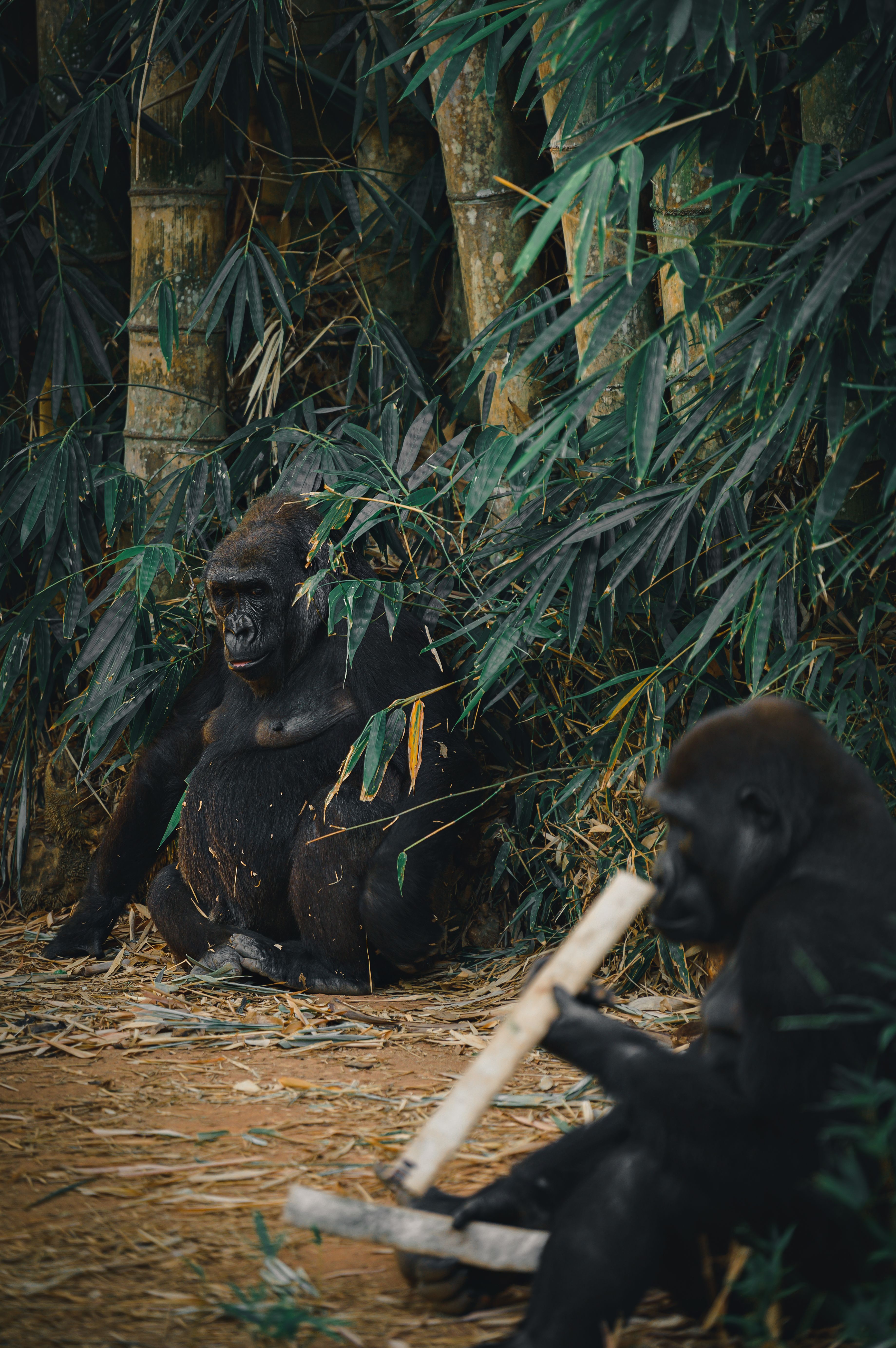 Gorilla family resting