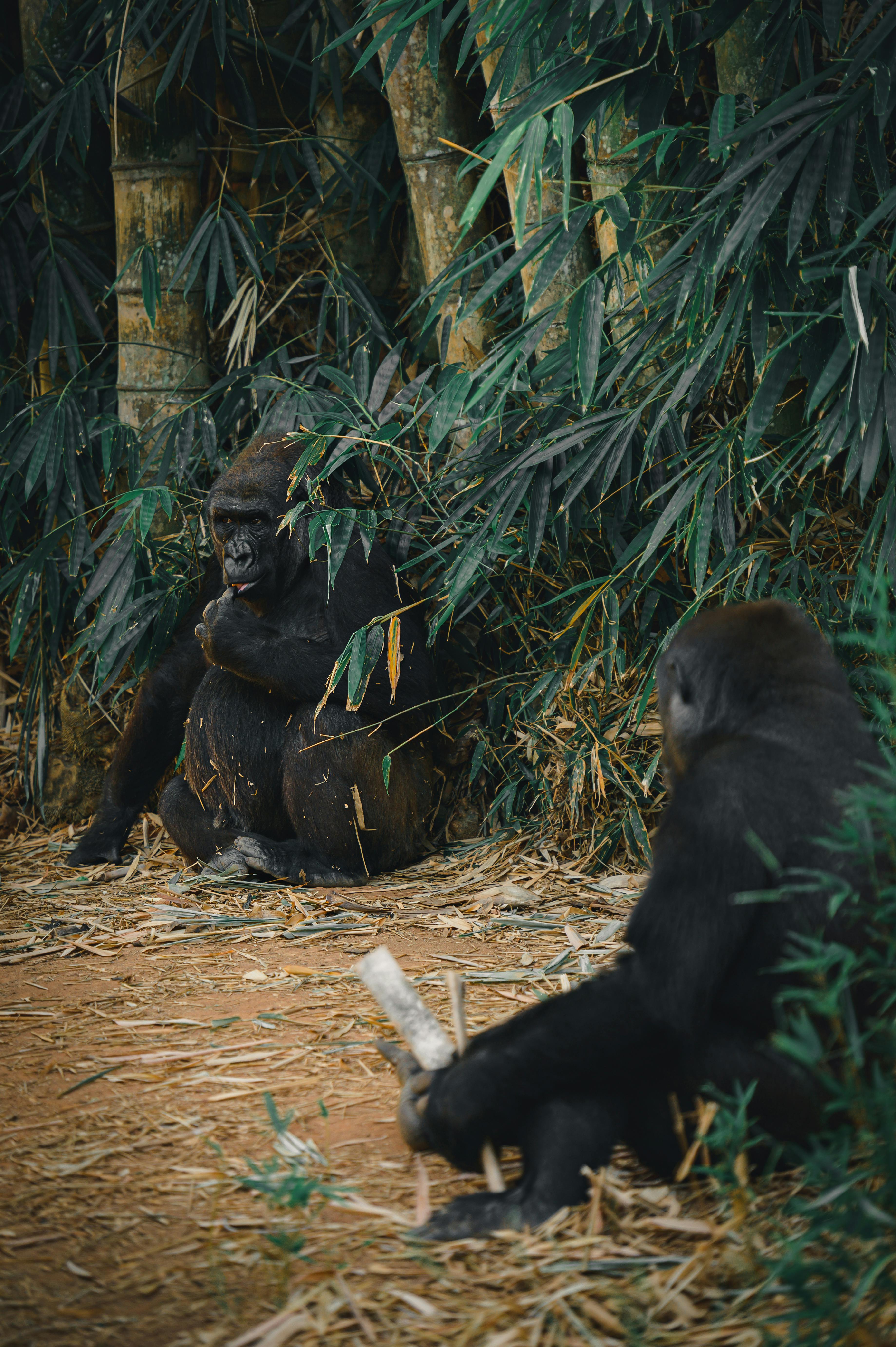 Gorillas on Ground · Free Stock Photo
