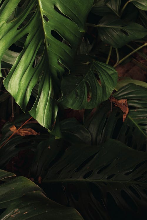 Monstera Deliclosa Leaves