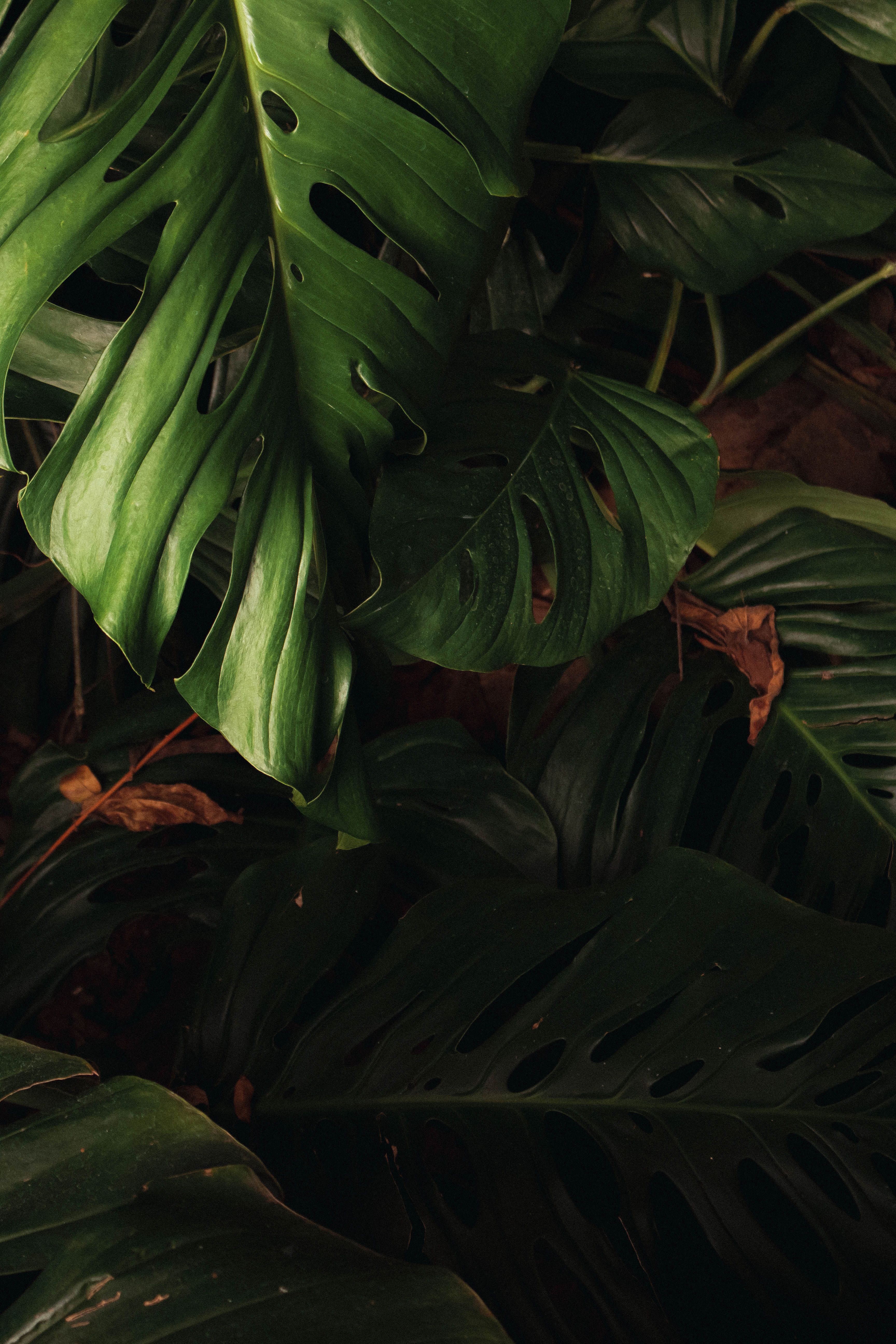 Monstera Deliclosa Leaves  Free Stock Photo