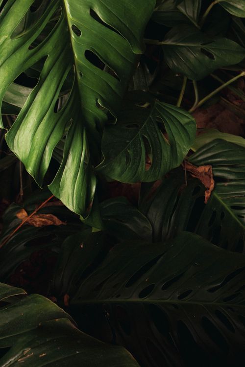Free A close-up of Monstera leaves displaying deep green hues and characteristic slits. Stock Photo