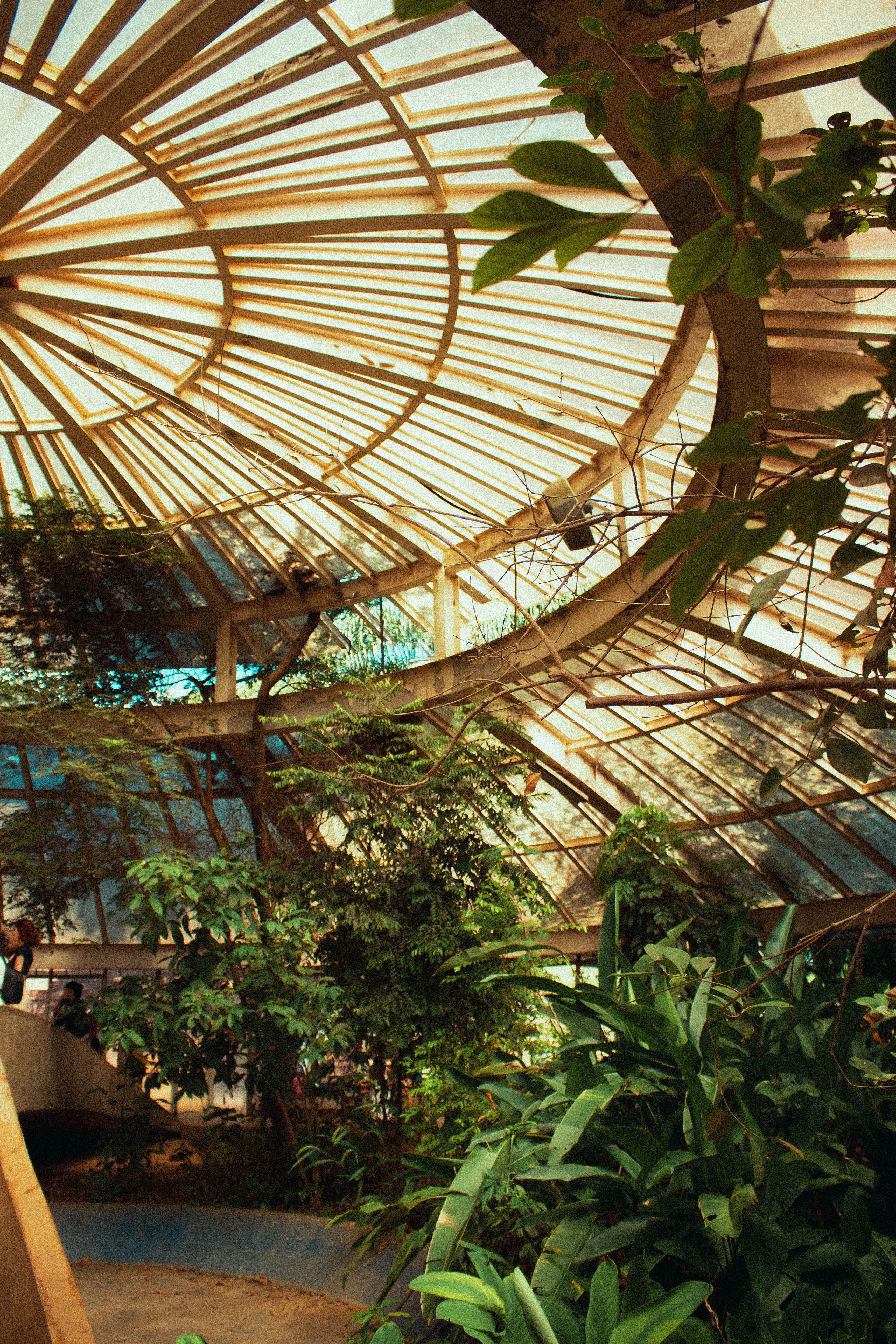 Plants in Conservatory · Free Stock Photo