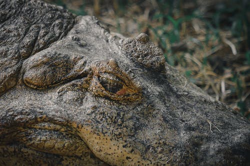 Darmowe zdjęcie z galerii z aligator, dzika przyroda, gad