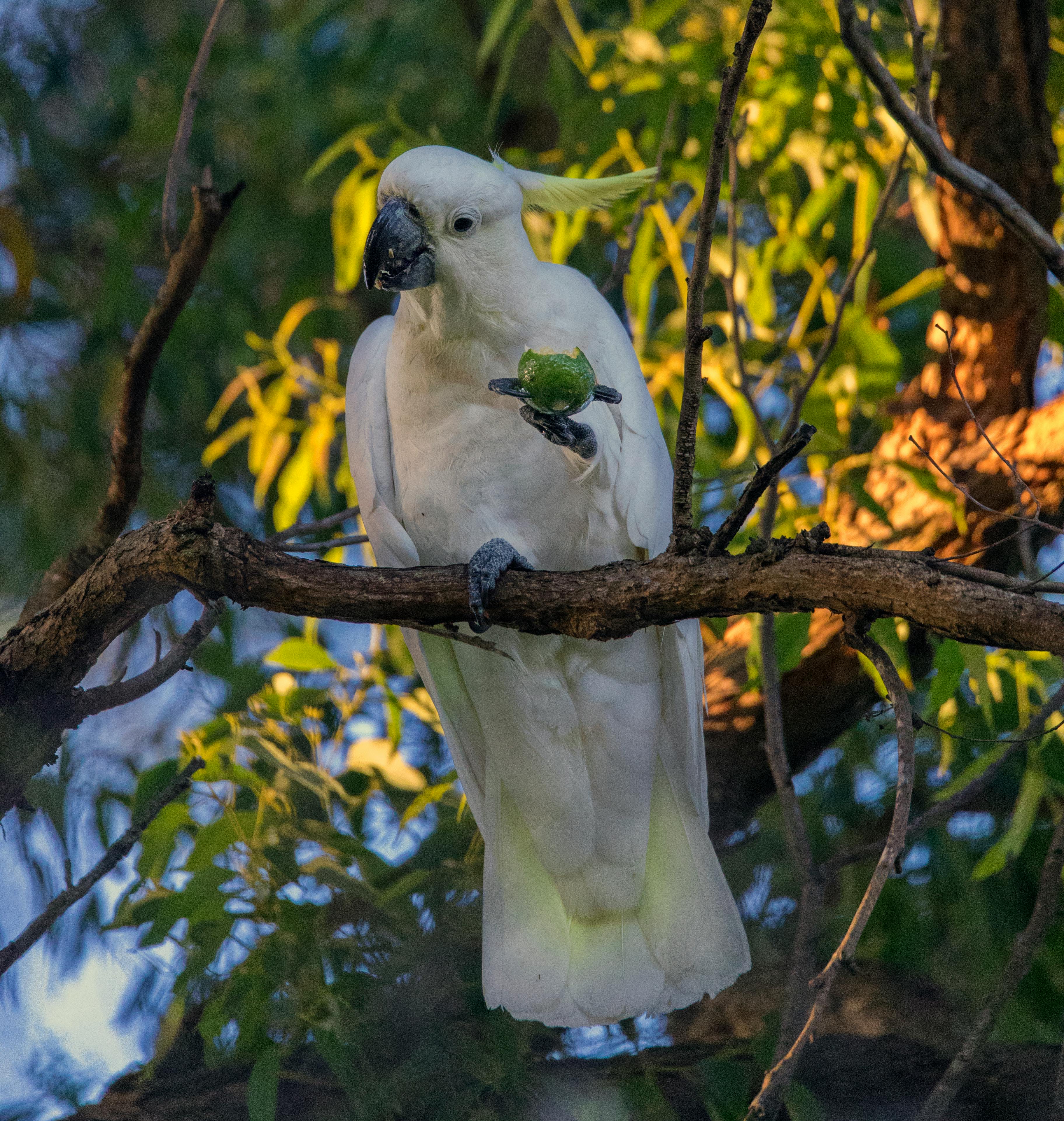 Foto Stok Gratis Tentang Burung Beo Kakatua Pohon