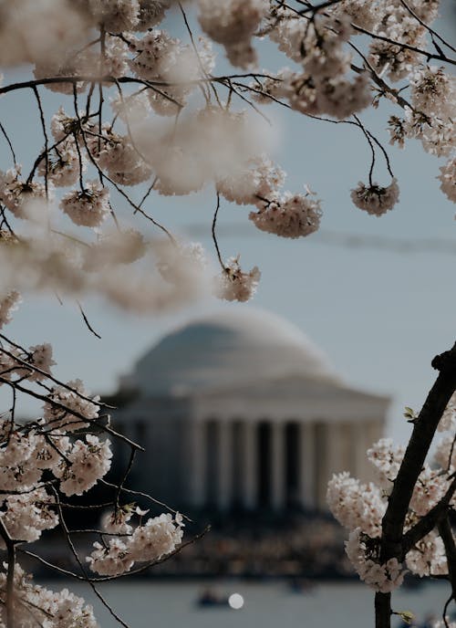 Thomas Jefferson Memorial in Spring 
