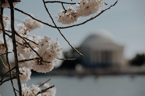 Бесплатное стоковое фото с белые цветы, боке, весна