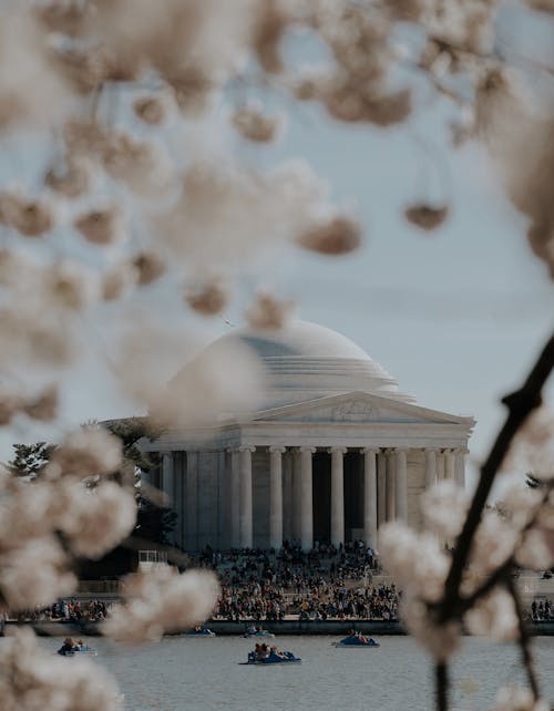 Immagine gratuita di ciliegio, fiori, memoriale di jefferson