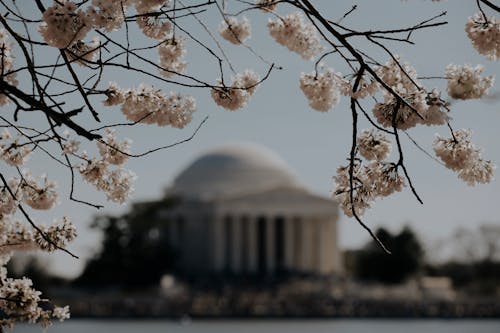 Apple Blossoms in front of the White House