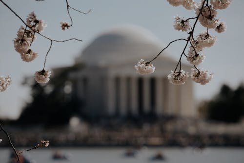 Blossoms and Blurred Thomas Jefferson Memorial behind