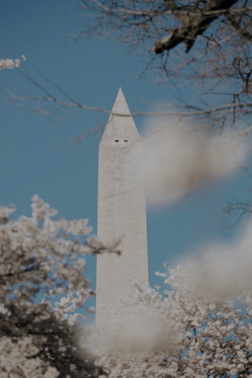 Blossoms and Washington Monument behind