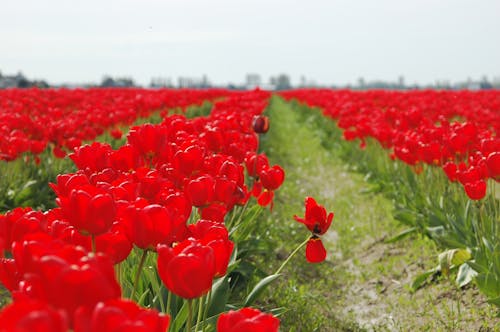 คลังภาพถ่ายฟรี ของ ชนบท, ดอกทิวลิป, ดอกไม้