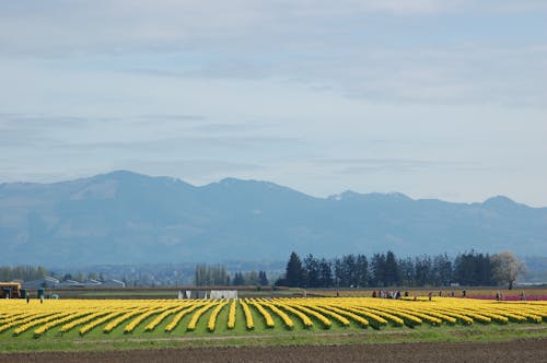 Foto stok gratis agrikultura, bidang, bunga tulip