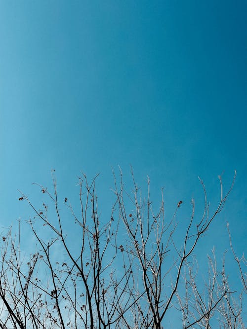 Foto d'estoc gratuïta de arbre, branques, cel blau