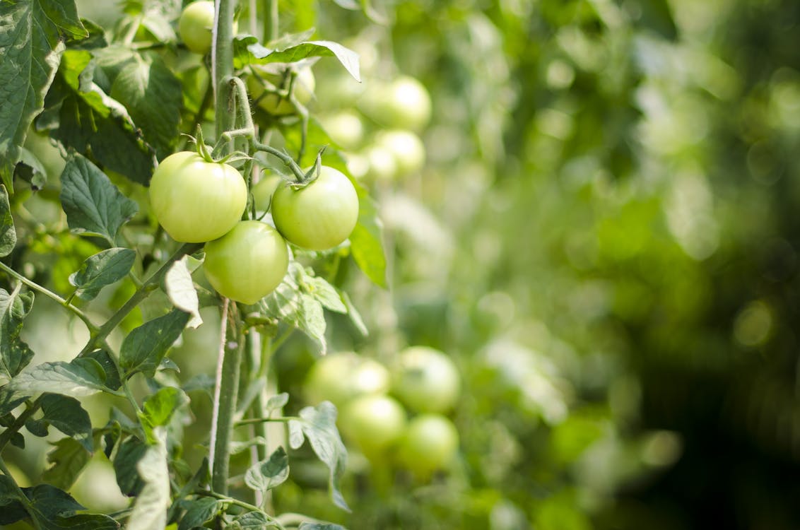 Grow tomatoes in your backyard to reduce using fossil fuel | Photo by Pixabay from Pexels