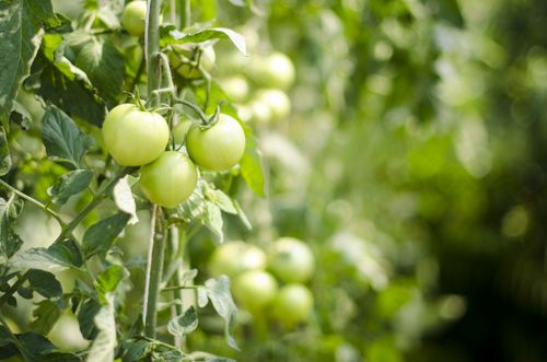 Free Close-up of fresh green tomatoes on vine, ideal for garden and organic food visuals. Stock Photo