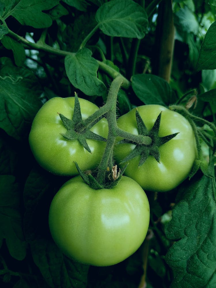 Close Up Of Green Tomatoes