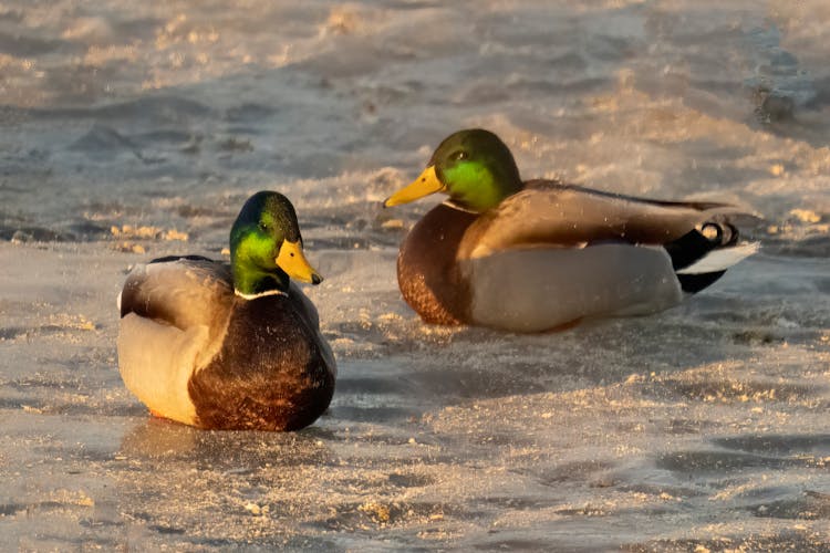 Ducks Sitting On Ice