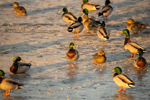Free A group of Mallard ducks on the ice, capturing the essence of wildlife in winter at Wabasha, MN. Stock Photo