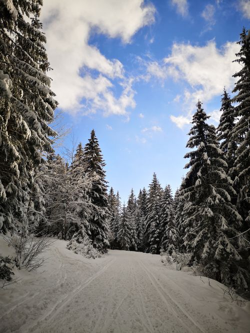 Free A serene winter scene of a snowy forest path lined with evergreen trees under a blue sky. Stock Photo