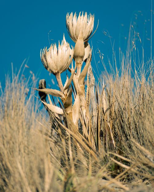 Free Field of golden dry plants in nature against a vivid blue sky, showcasing natural growth. Stock Photo
