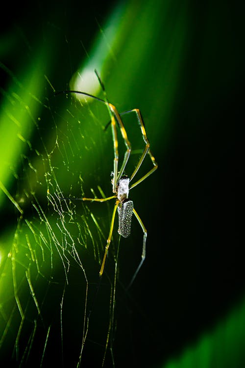 Spider on Spiderweb