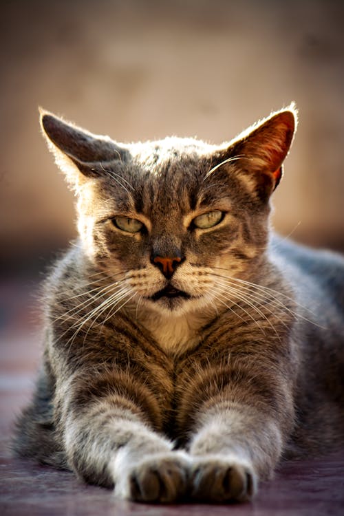 Cute Gray Cat Portrait