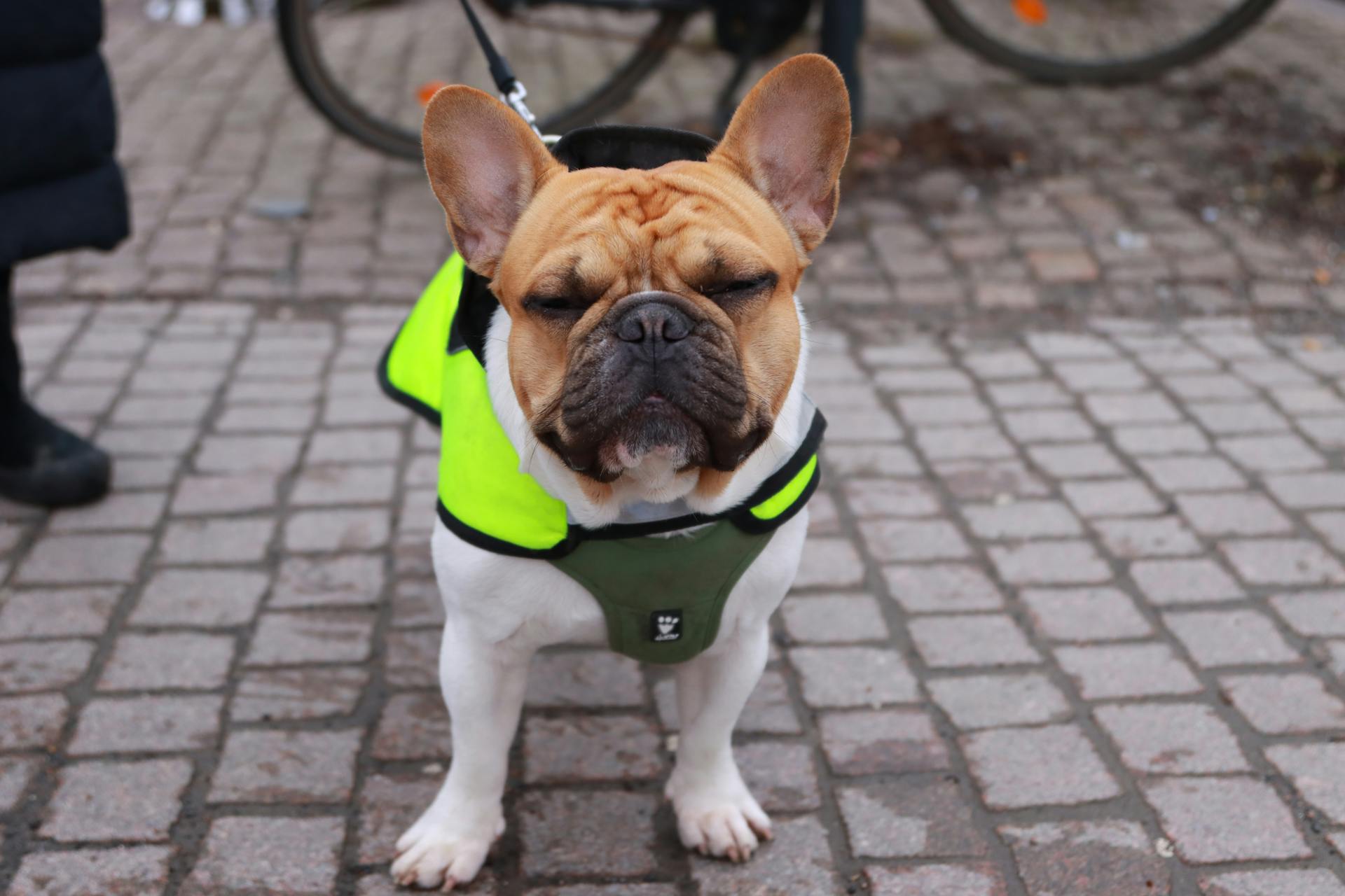 A dog wearing a yellow vest on a brick walkway