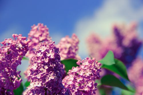 초점 핑크 꽃잎 꽃의 자연 사진