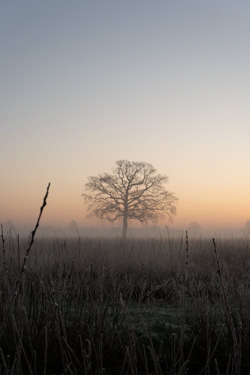 Tree on a Filed in a Foggy Weather