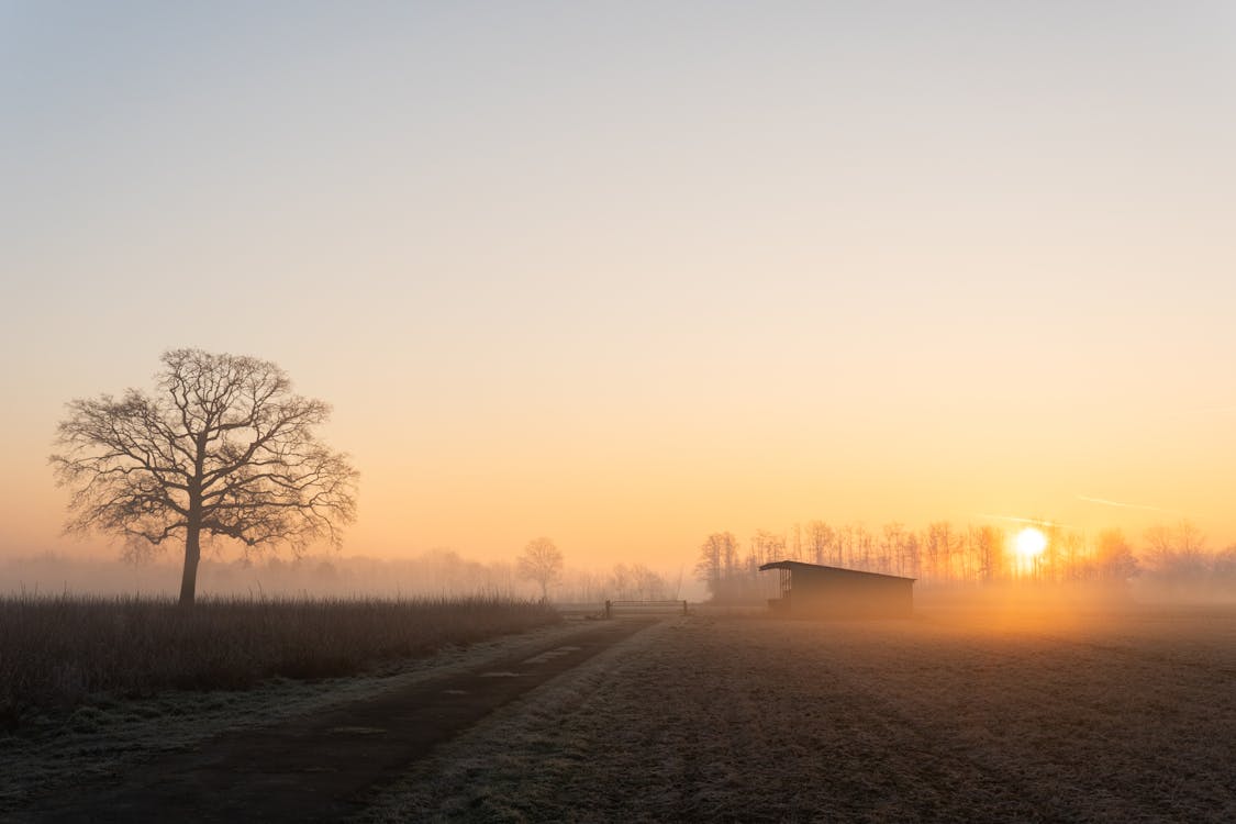 Tree and a Rural Landscape in Mist