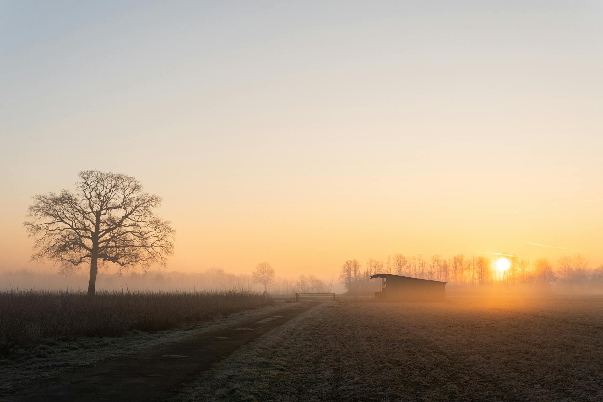 Captivating sunrise over a misty rural landscape in Velen, Germany with a solitary tree and farm shed.