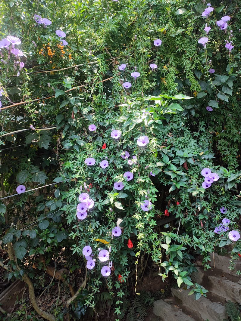 Flower Creepers Photos, Download The BEST Free Flower Creepers Stock