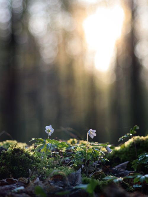 Free Tranquil forest floor with blooming flowers and green moss at sunrise, evoking springtime beauty and calmness. Stock Photo