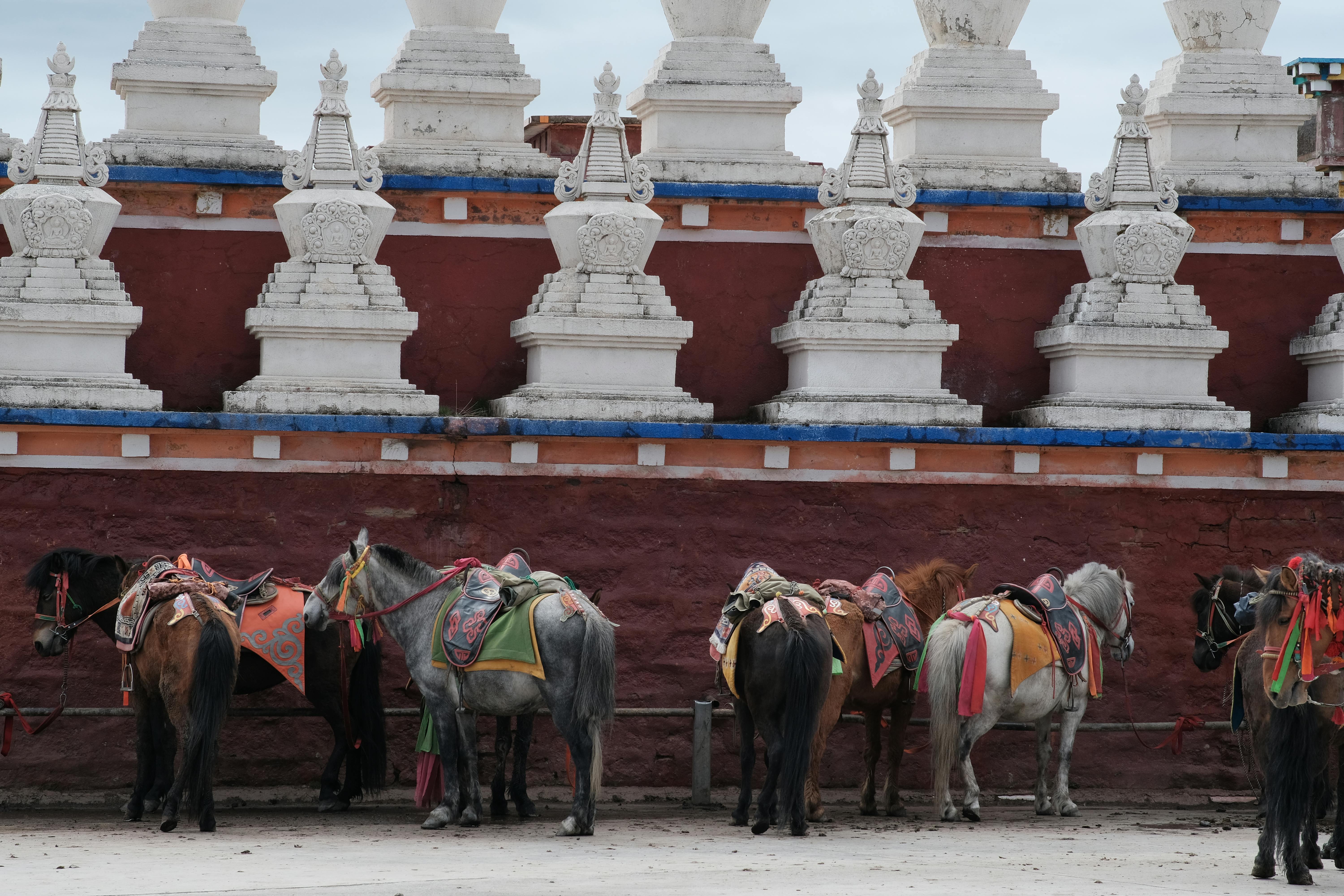 Saddled horses rest beside a monastery wall, featuring Buddhist architecture.