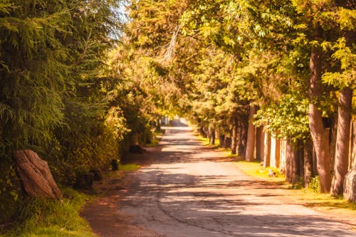 Imagine de stoc gratuită din arbori, cale, codru