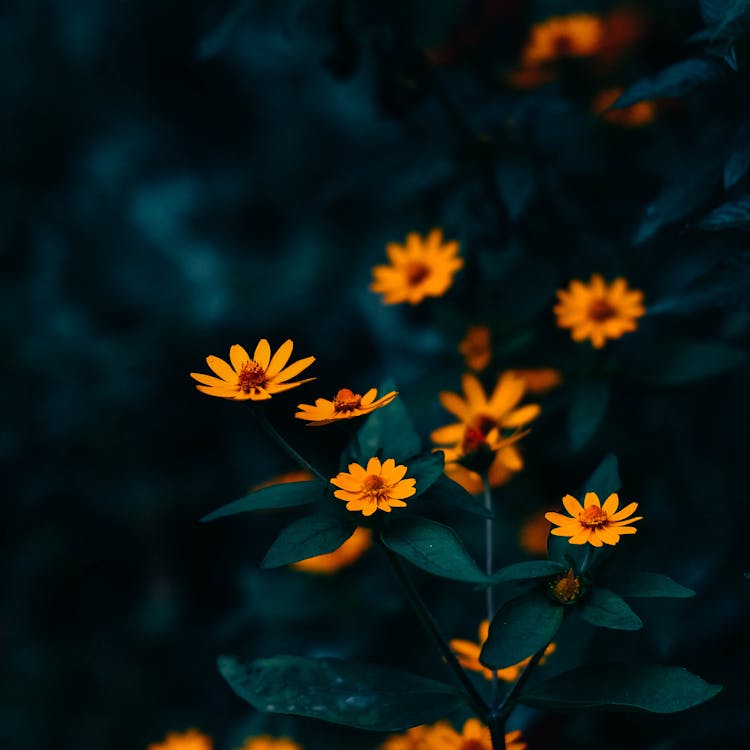 Close-up Of Small Orange Flowers