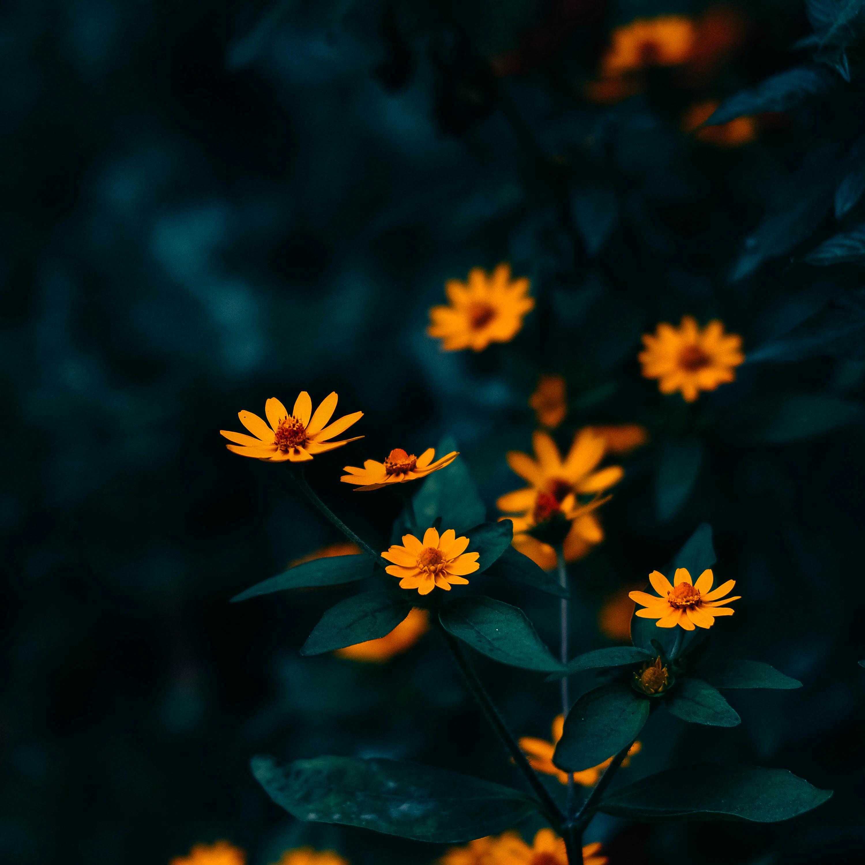 Close-up Photo of a Yellow Flower · Free Stock Photo