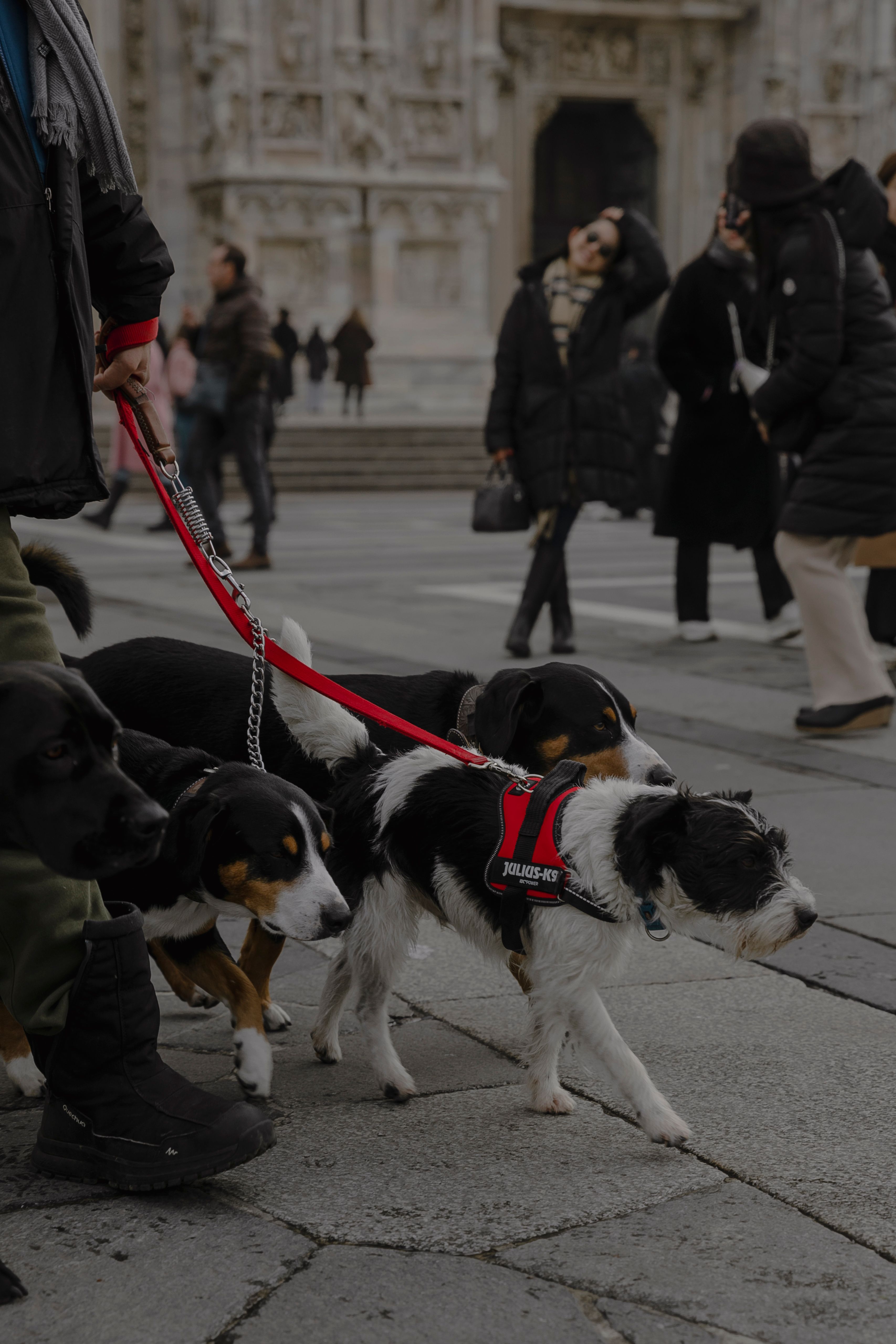 Pedestrian with Dogs · Free Stock Photo