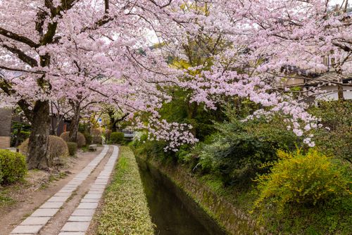 Free Beautiful cherry blossoms in full bloom line a tranquil canal pathway in spring. Stock Photo